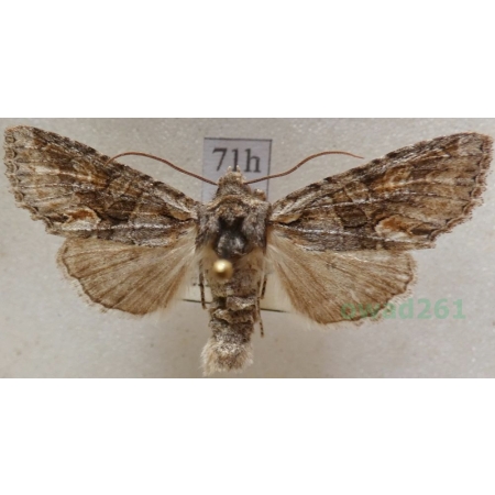 Dryobotodes eremita (Fabricius, 1775) Czech71h